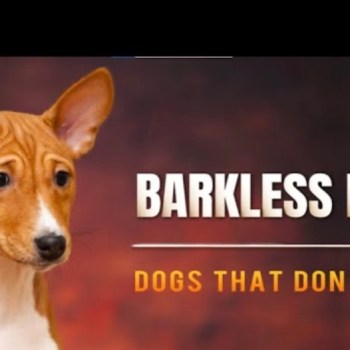 Leaders, politicians, or ministers that fail to protect the people?