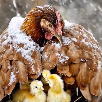 As The Hen Gathered Her Chickens