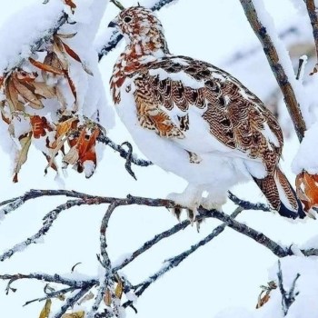 Divine Camouflage
